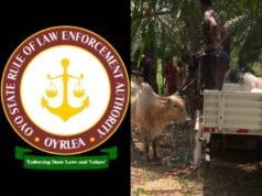 OYRLEA Agency Impounds Nine Head Of Cattle At Ijaye Farm Settlement