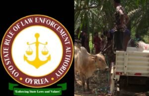 OYRLEA Agency Impounds Nine Head Of Cattle At Ijaye Farm Settlement
