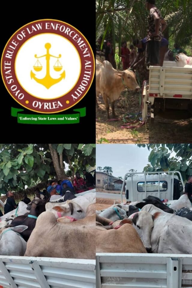OYRLEA Agency Impounds Nine Head Of Cattle At Ijaye Farm Settlement